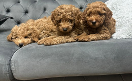 Toy Poodle