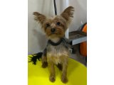 4 yaşınfa fci/kıf üretim izinli  Erkek Yorkie